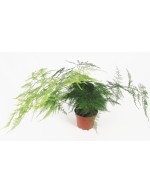 Asparagine - Asparagus setaceo vase