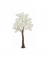 White Begonia Tree H240 S