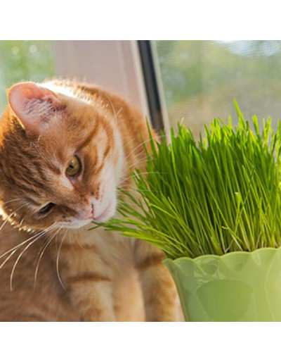 Vase d'herbe à chat
