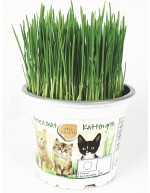 Grass for cats in pot 12cm