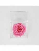 Flowercube 12 x 12 Rosa...