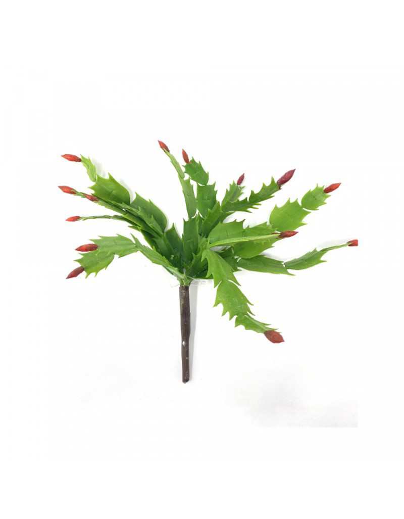 Branche d'Epiphyllum Bell