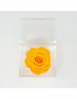 Flowercube 8 x 8 Rose Jaune...