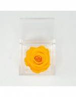 Flowercube 12 x 12 Rose...