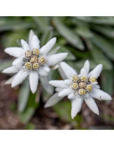 Seeds in envelope Le Insolite - Edelweiss