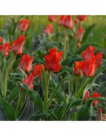 Bulbes de Tulipe Botanical...