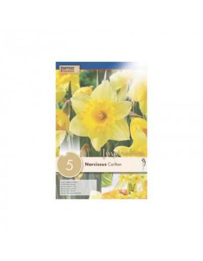 Narcissus Grand Carlton en Coupe