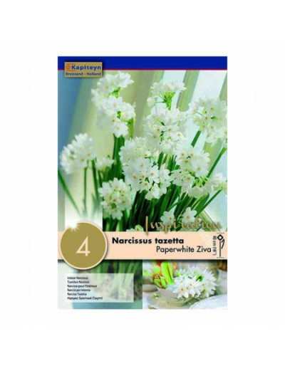 Narcissus Indoor Paperwhite Ziva