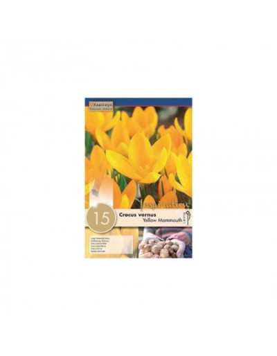 Crocus Yellow Mammouth bulbs