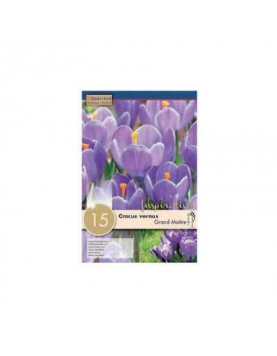 Blumenzwiebeln von Crocus Grand Maitre