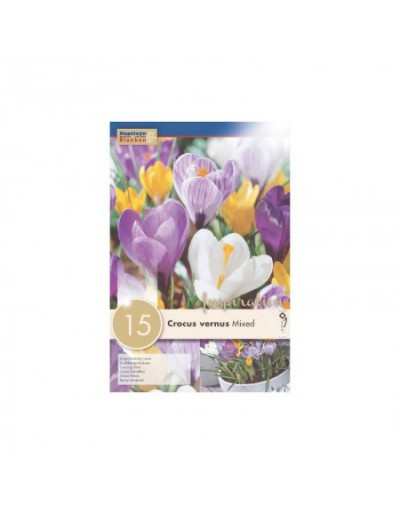 Crocus Grandes Fleurs Couleurs Mixtes