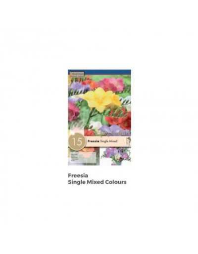 Freesia Single Mixed Colors Autumn Bulbs