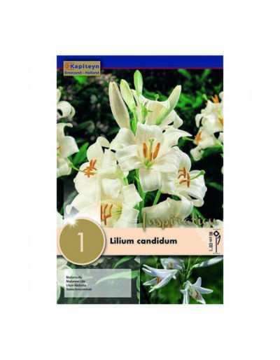 Cebulka Lilium Candidum