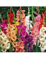Gladiolus Mix Colors