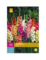 Gladiolus Mix Colors 50 bulbi