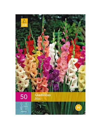 Gladiolus Mix Colors 50 bulbos