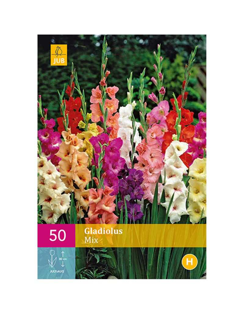 Gladiolus Mix Colors 50 bulbi Gladiolus Mix Colors 50 bulbi