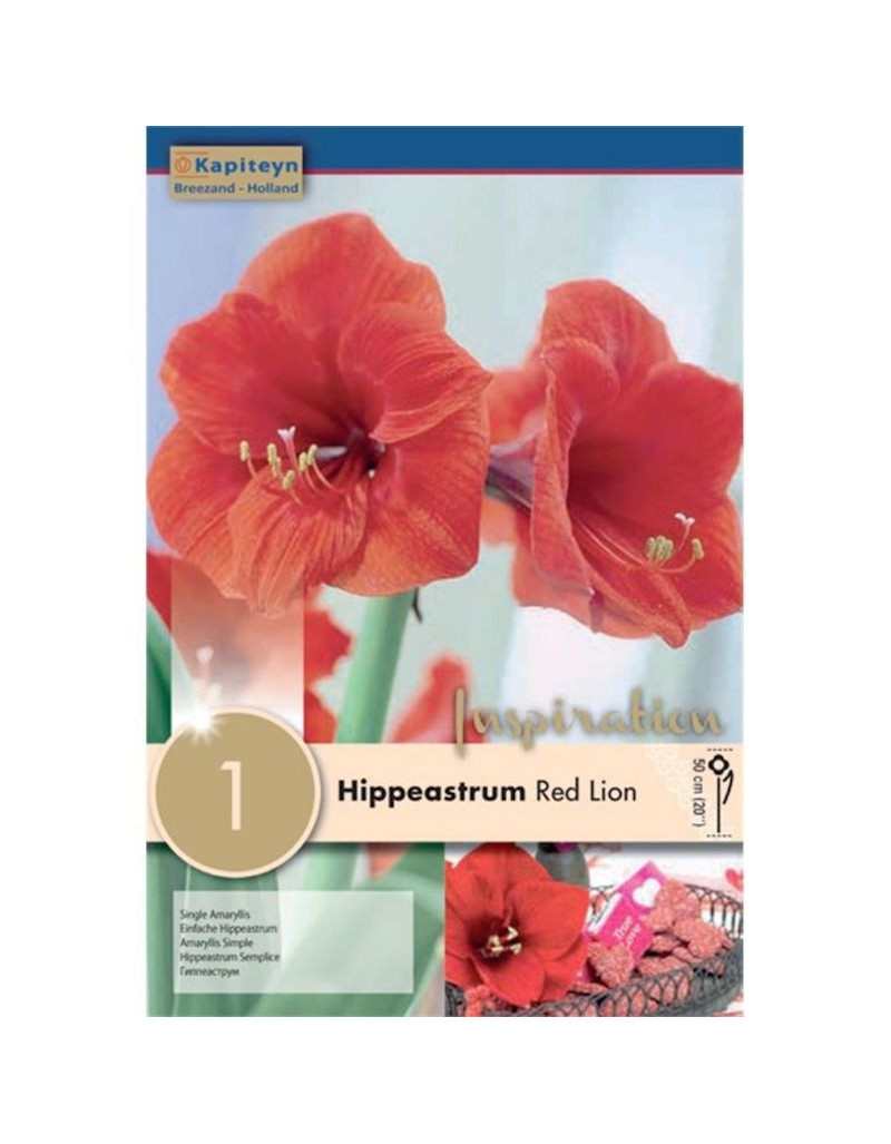 Bulbo Hippeastrum Red Lion Bulbo Hippeastrum Red Lion