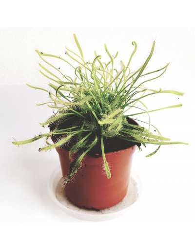 Sundew planta carnívora