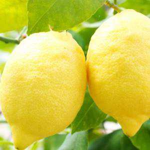 hanging lemons