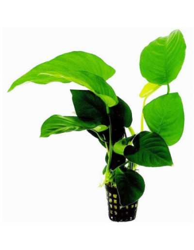 Plante d'aquarium Anubias Barteri dans un vase