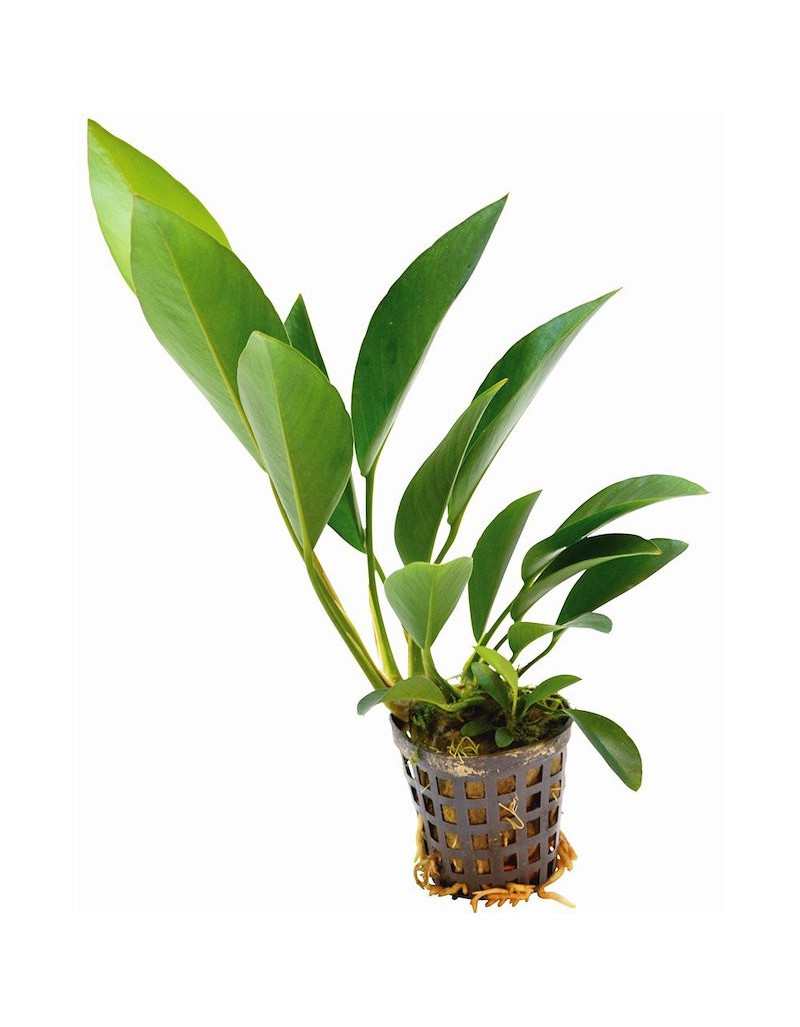 Potted Anubias Congensis Aquarium Plant Potted Anubias Congensis Aquarium Plant
