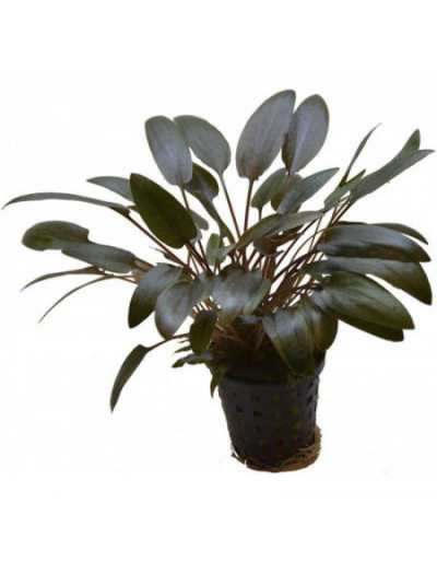 Planta para acuario Cryptocoryne Wendtii en maceta