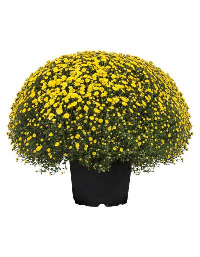 Chrysanthemum in a 20 cm vase