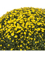 Chrysanthème dans un vase de 20 cm