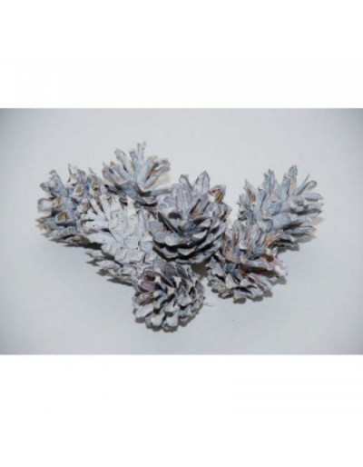 Pinecone Silvester 200gr White