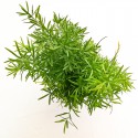 Asparagus plant pot 12