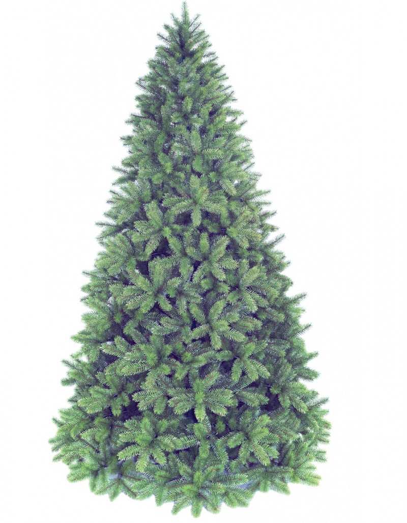 Poly Groden Evergreen Christmas spruce