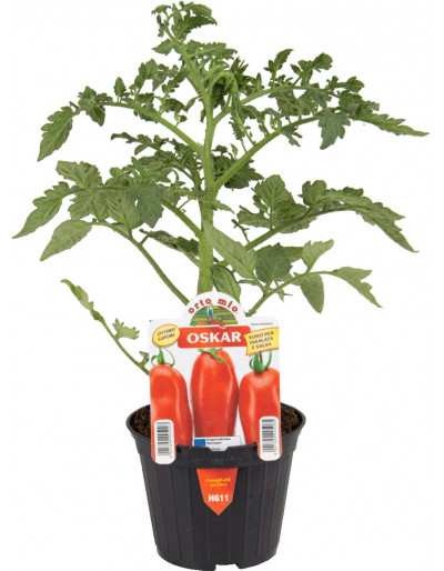 Planta de Tomate Oval Oskar...