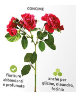 Granular fertilizer for roses