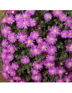 DROSANTHEMUM HISPIDUM -...