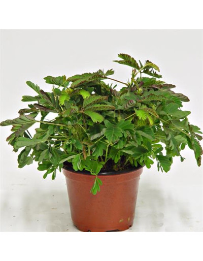 Mimosa Pudica Hellseherin