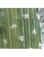 Mexikanische Kaktus mit Topf
