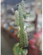 Meksykański kaktus z doniczką