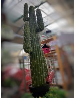 Mexican cactus with pot
