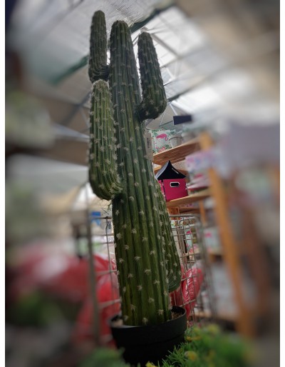 Mexican cactus with pot