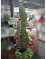 Cactus mexicano con olla