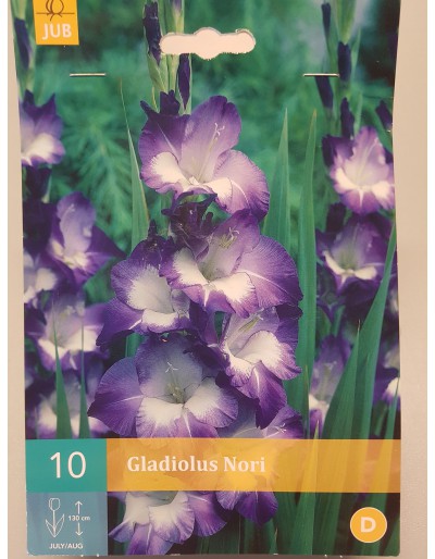 Gladiolus Nori lila vit 10 lökar