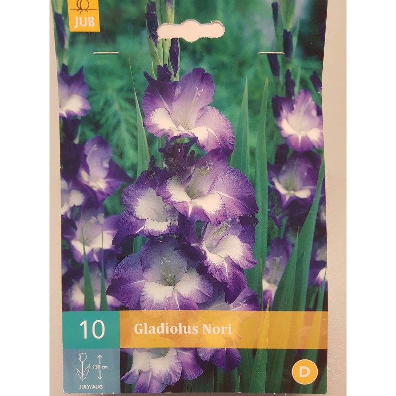 Gladiolus violet 10 bulbi