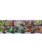 fruteiras italianas e europeias