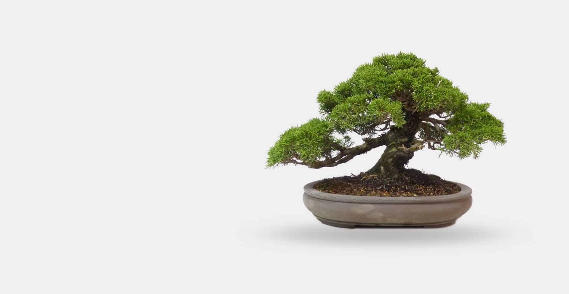 BONSAI