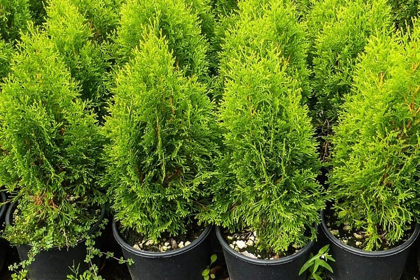 THUJA OCCIDENTALIS: A HEDGE IN YOUR BALCONY