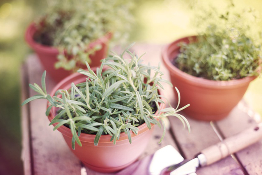 EAU, FEU ET PLANTES