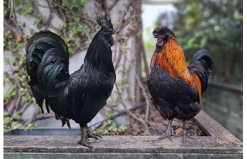 La Pâques d’Armando et Teodoro – Une histoire vraie de notre jardin