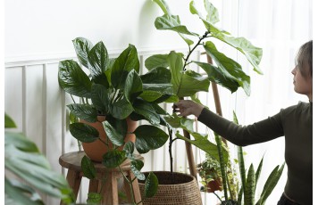 NUEVAS TENDENCIAS: CRIANZA DE PLANTAS