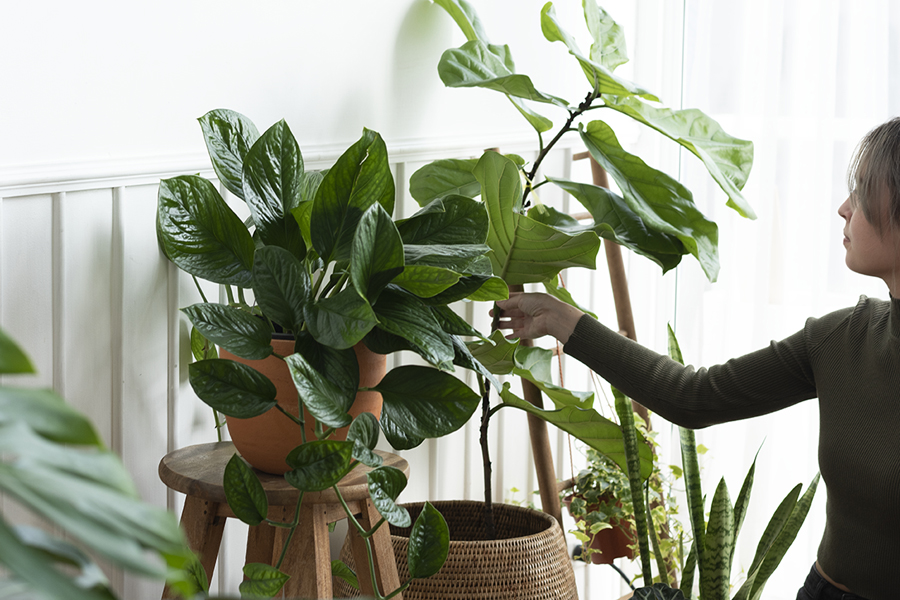 NUOVE TENDENZE: PLANT PARENTING